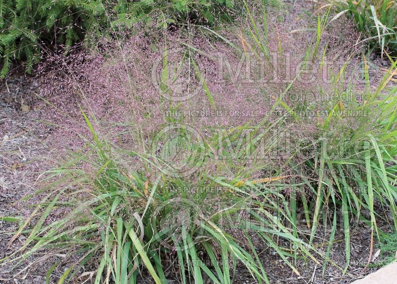 Eragrostis spectabilis (purple lovegrass) 1 