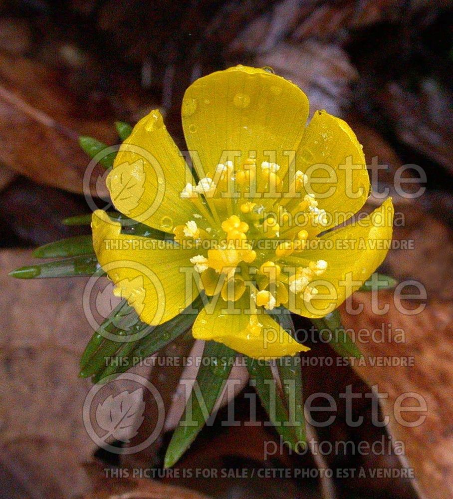 Eranthis hyemalis (Winter aconite) 7 