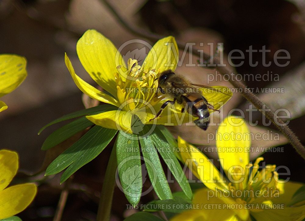 Eranthis hyemalis (Winter aconite) 10