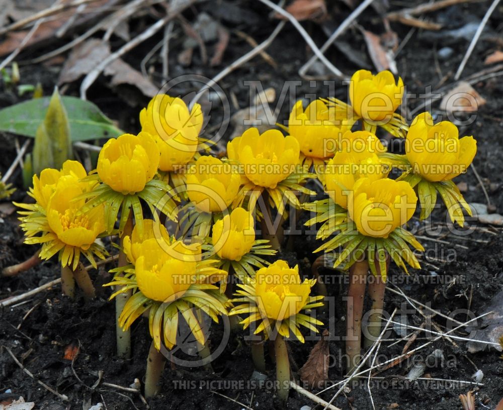 Eranthis hyemalis (Winter aconite) 8