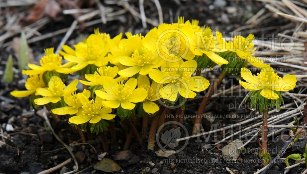 Eranthis hyemalis (Winter aconite) 9