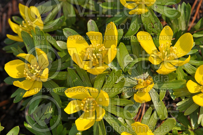 Eranthis hyemalis (Winter aconite) 1 