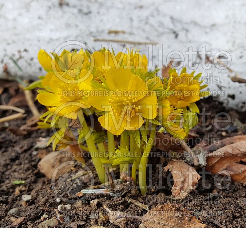 Eranthis hyemalis (Winter aconite) 3 