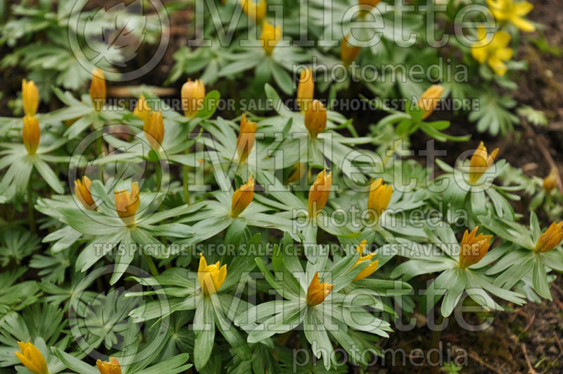 Eranthis hyemalis (Winter aconite) 2 