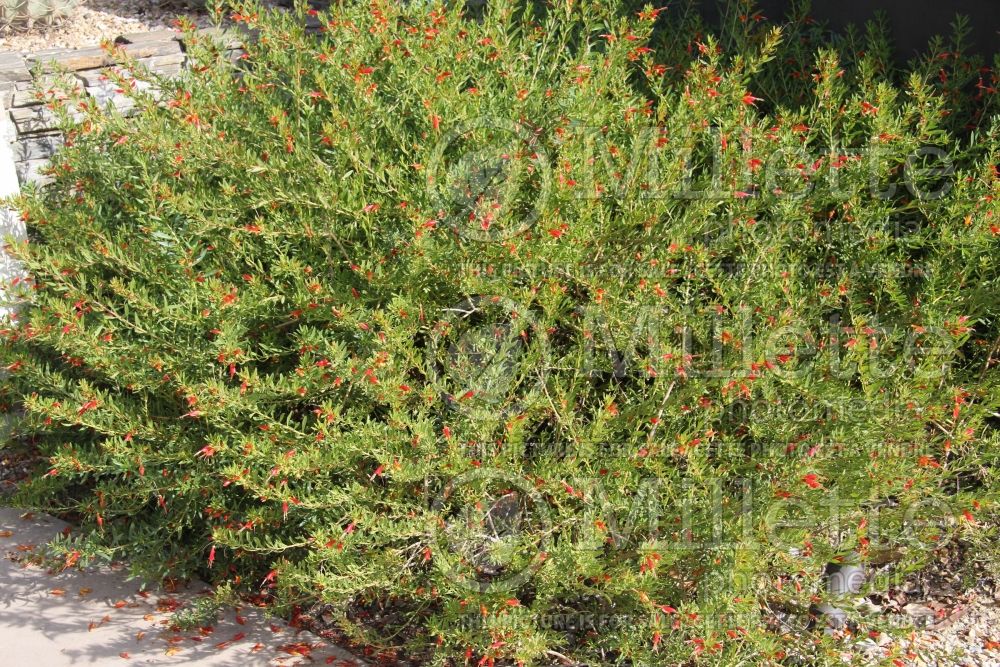 Eremophila Murchison River (Silver-leaf Tar Bush) 1 