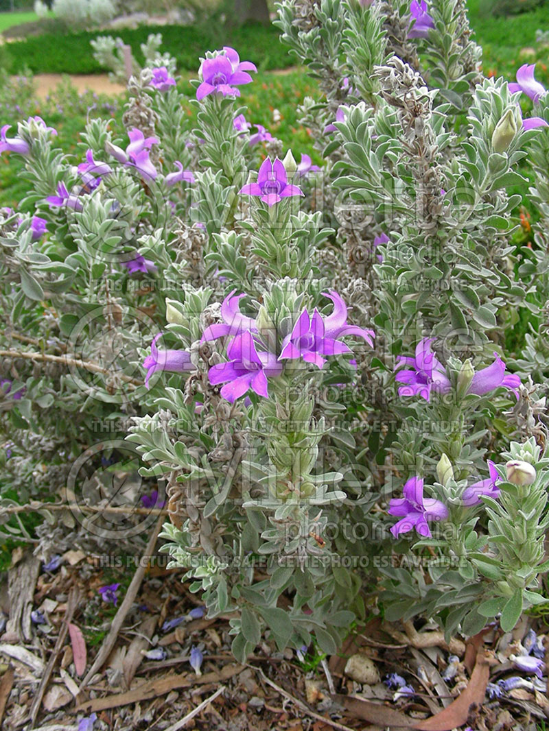 Eremophila hygrophana (Blue Bells) 1 