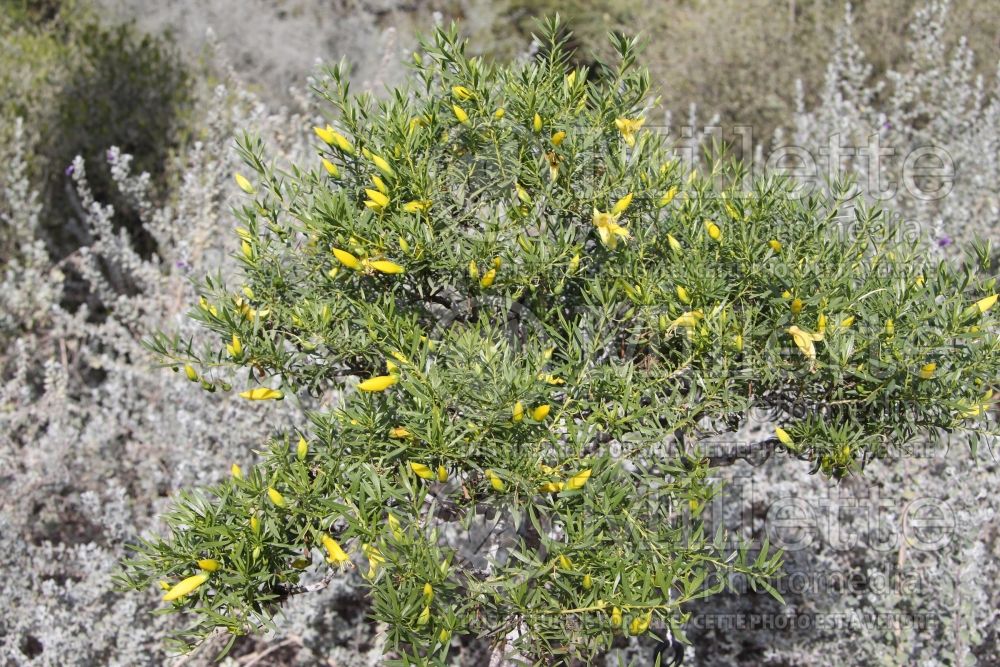 Eremophila Aurea (Yellow Emu Bush) 1 