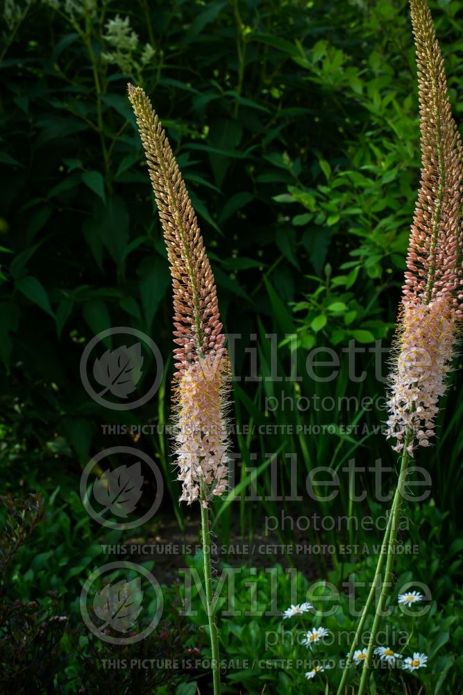 Eremurus Cleopatra (Foxtail Lilies) 6 