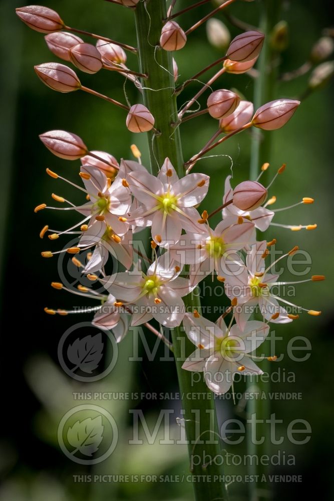 Eremurus Romance (Foxtail Lilies) 3 