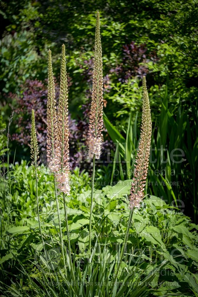 Eremurus Romance (Foxtail Lilies) 2