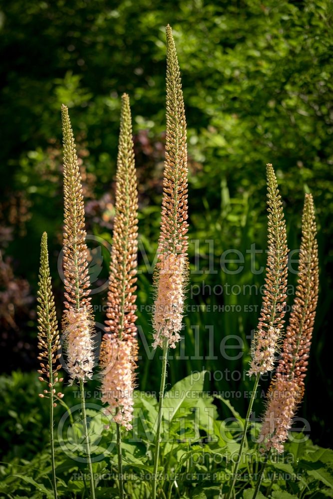 Eremurus Romance (Foxtail Lilies) 4 