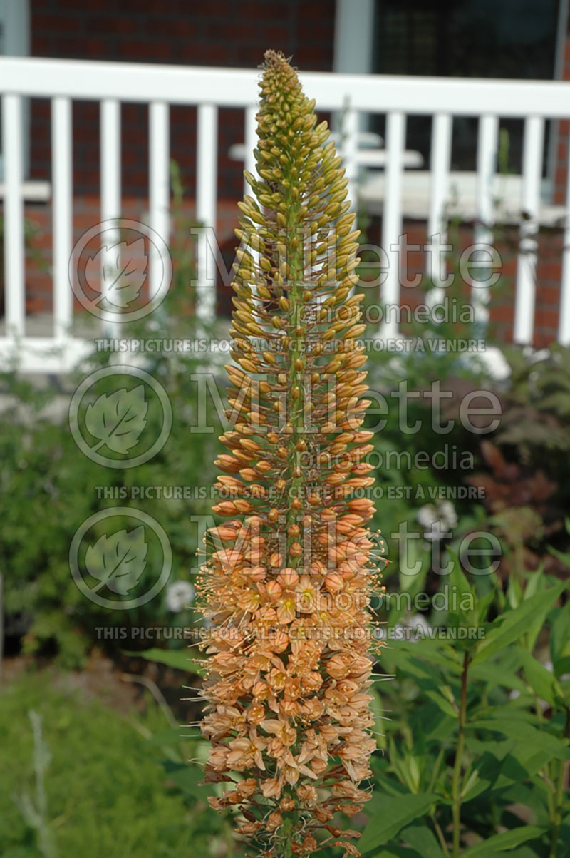 Eremurus bungei (Foxtail Lilies) 1 