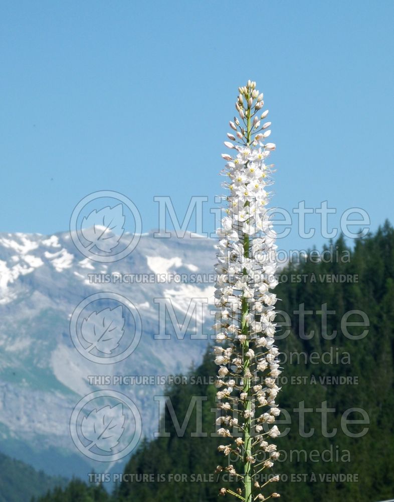 Eremurus himalaicus (Foxtail Lilies) 1 