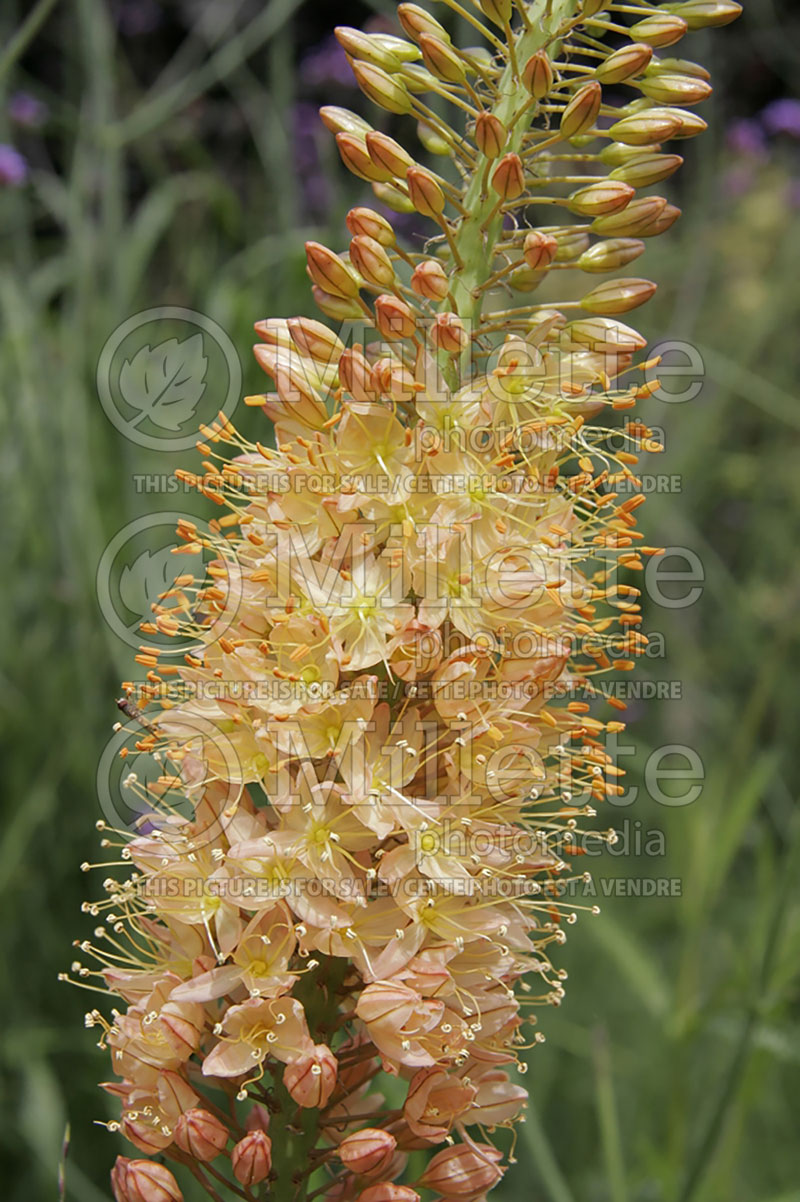 Eremurus Cleopatra (Foxtail Lilies) 4 