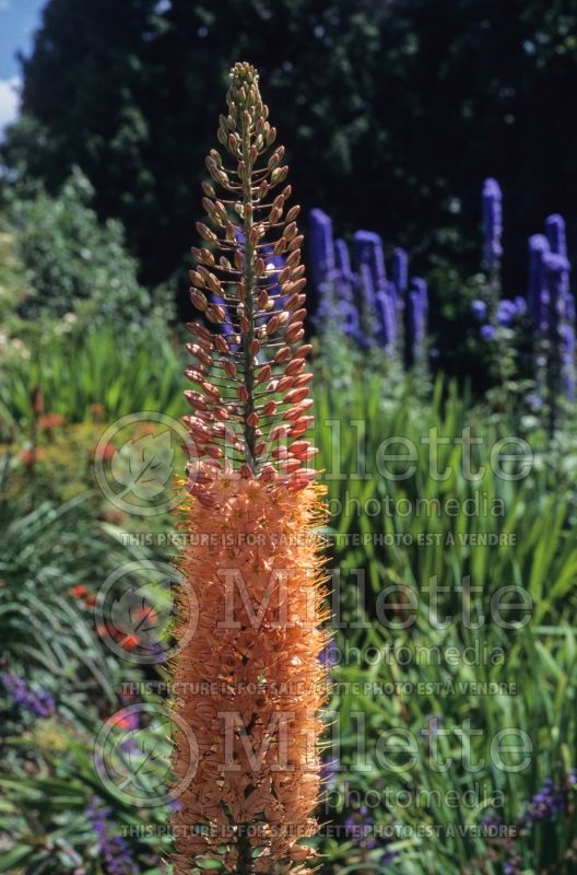 Eremurus Cleopatra (Foxtail Lilies) 8 