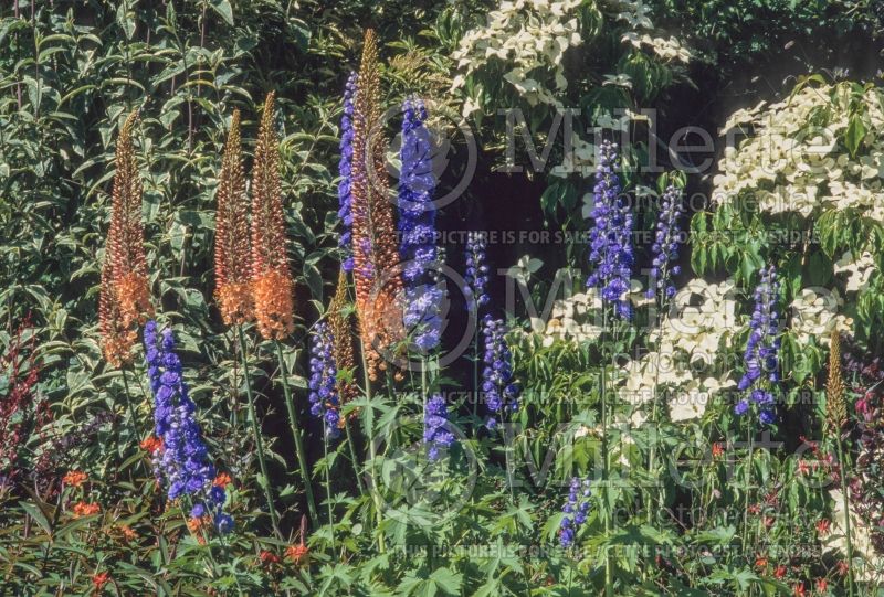 Eremurus Cleopatra (Foxtail Lilies) 9 