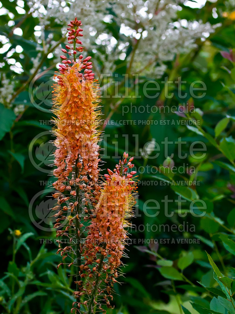 Eremurus Cleopatra (Foxtail Lilies) 5 