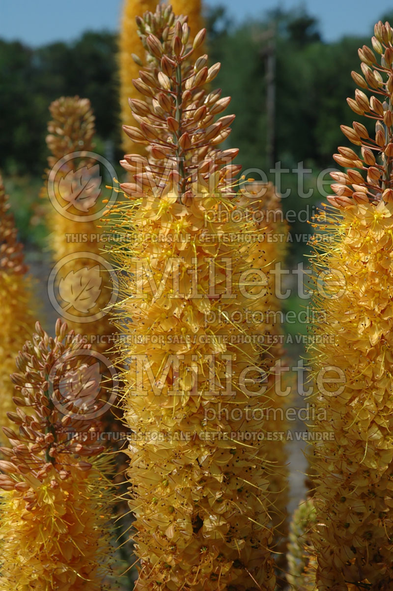 Eremurus Cleopatra (Foxtail Lilies) 1 