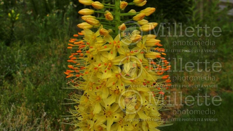 Eremurus Tropical Dream (Foxtail Lilies) 1 