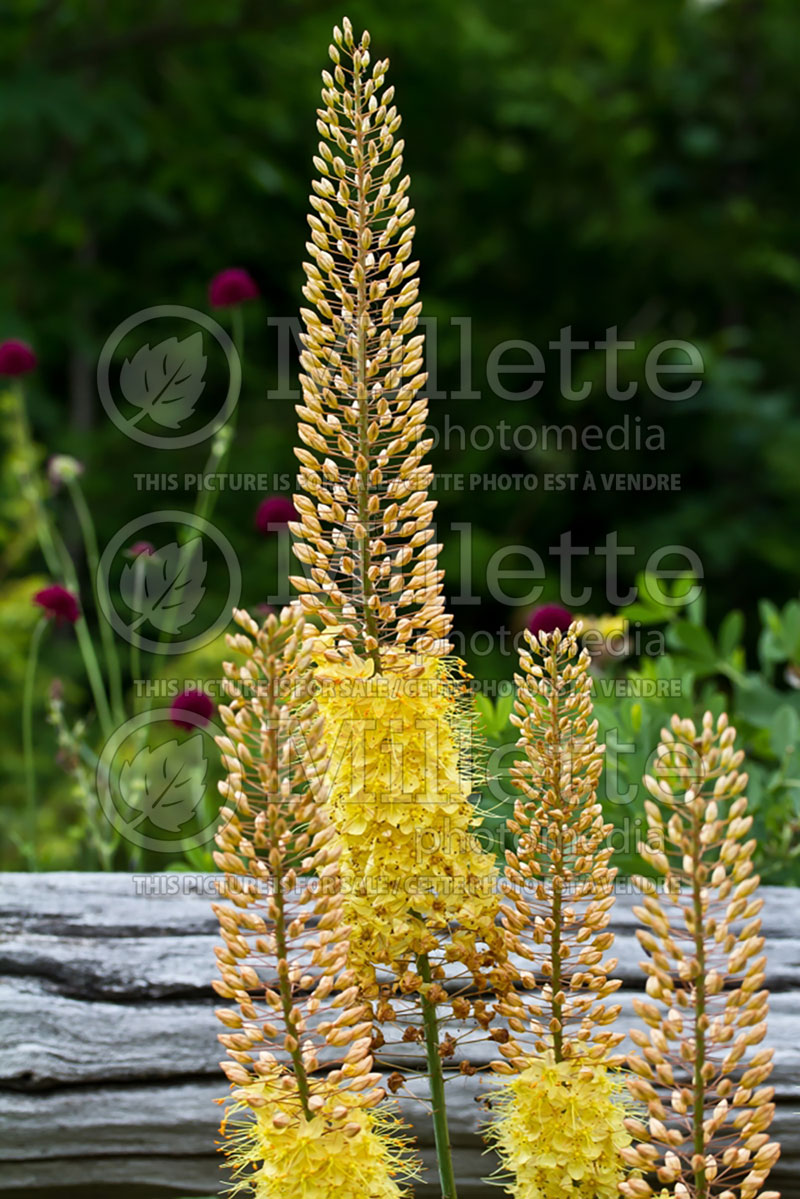 Eremurus Pinnochio aka Pinochio (Foxtail Lilies) 2 