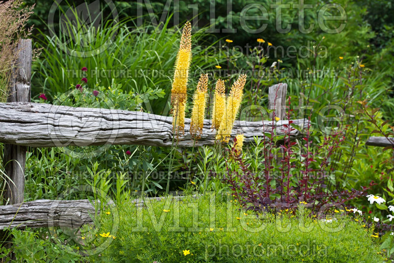 Eremurus Pinnochio aka Pinochio (Foxtail Lilies) 1 