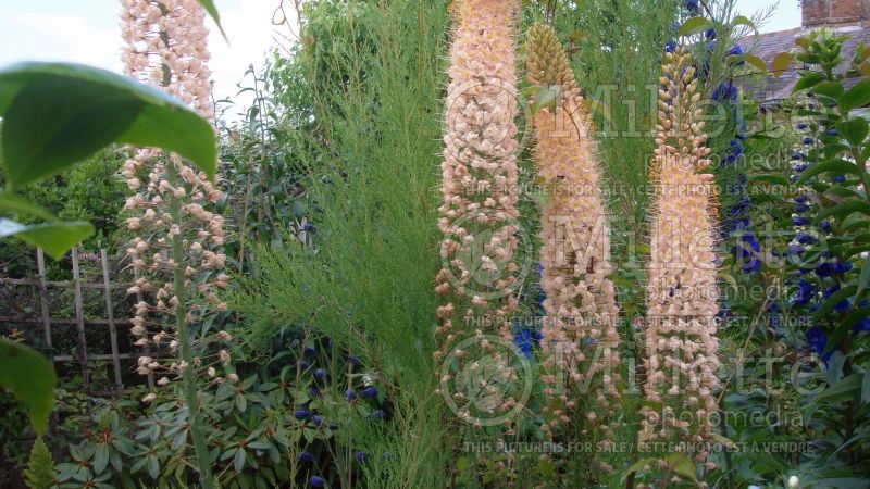 Eremurus Romance (Foxtail Lilies) 1 