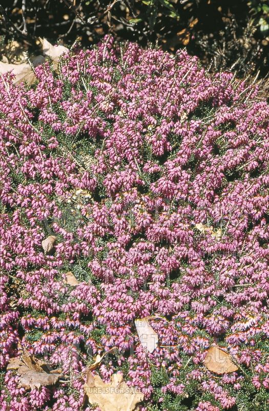 Erica Pink Spangles (Heather) 1 