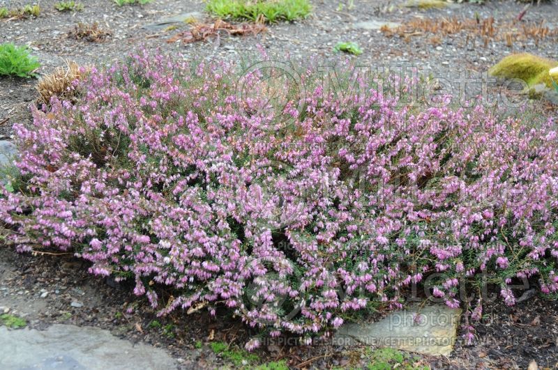 Erica carnea (Heather) 1 