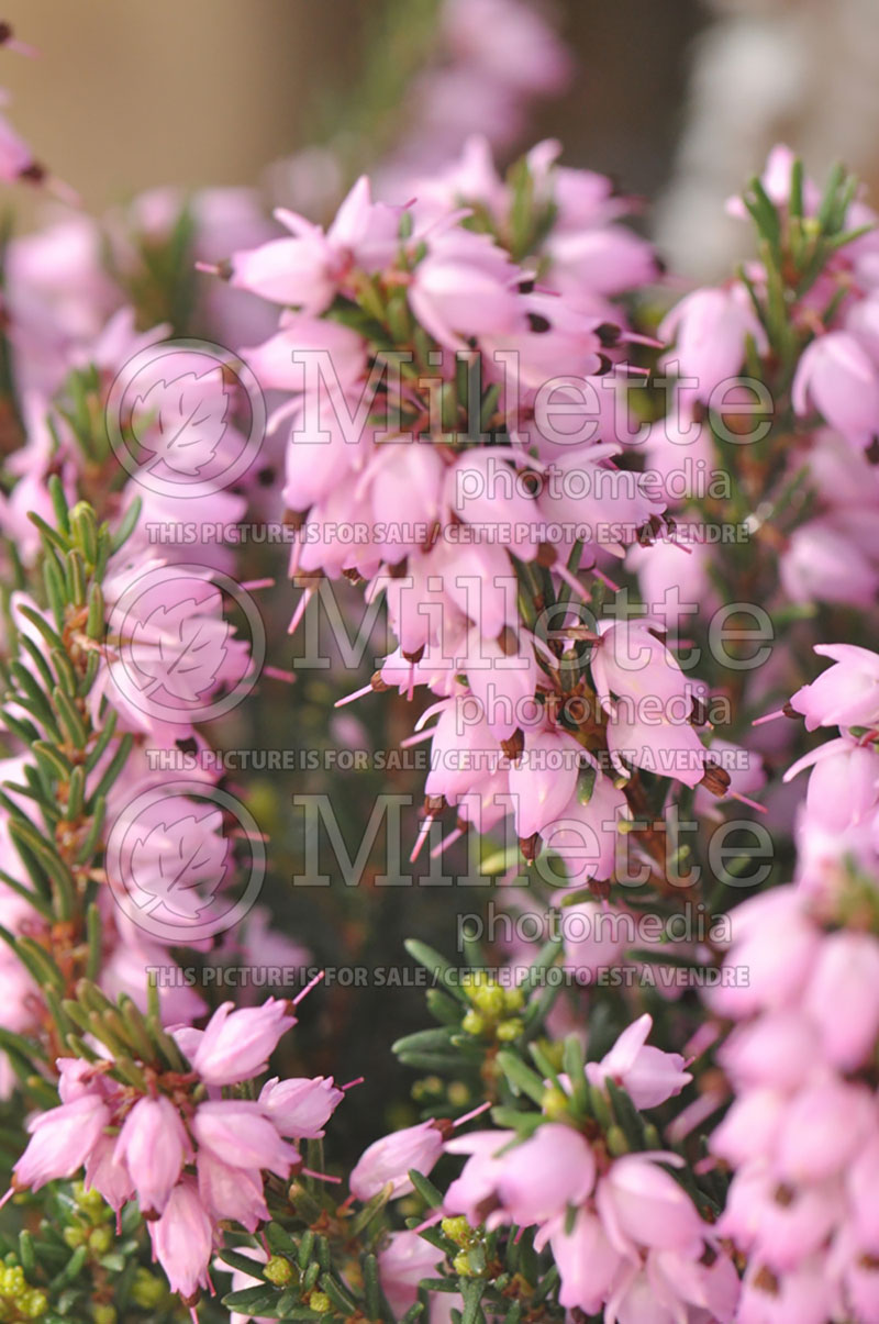 Erica Mediterranean Pink (Heather) 2 