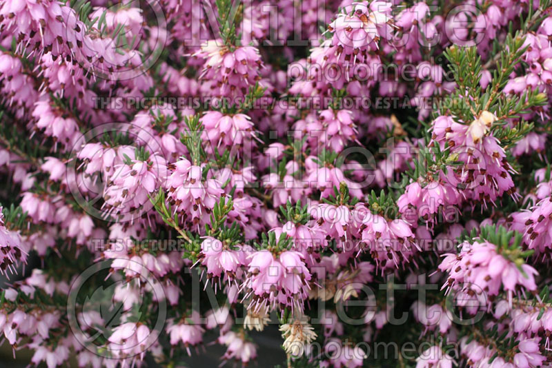 Erica Mediterranean Pink (Heather) 1 