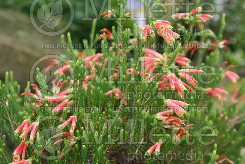 Erica versicolor (Heather) 1 