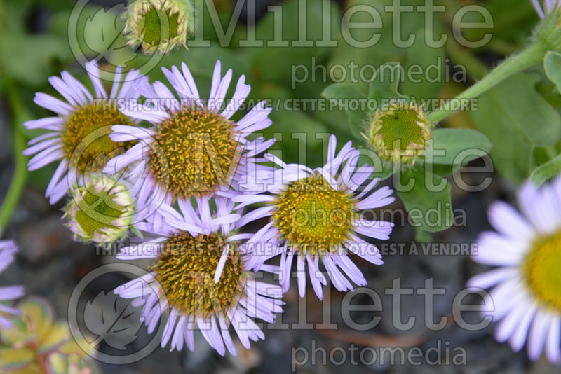 Erigeron glaucus (seaside fleabane, beach aster, or seaside daisy) 1