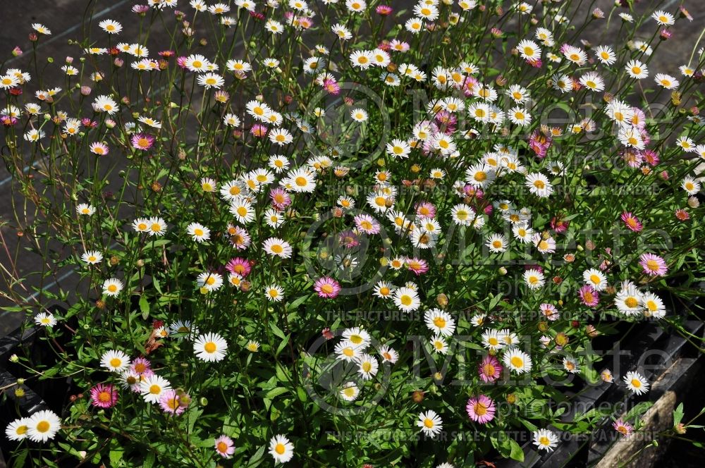 Erigeron karvinskianus (Fleabane) 6