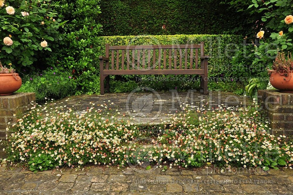 Erigeron karvinskianus (Fleabane) 8