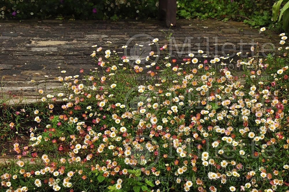 Erigeron karvinskianus (Fleabane) 9