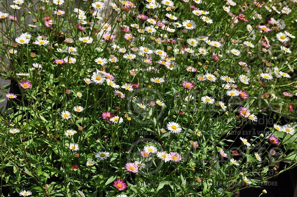 Erigeron karvinskianus (Fleabane) 7