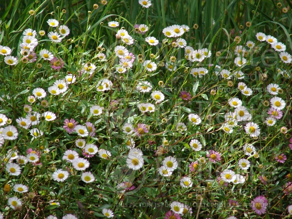 Erigeron karvinskianus (Fleabane) 2