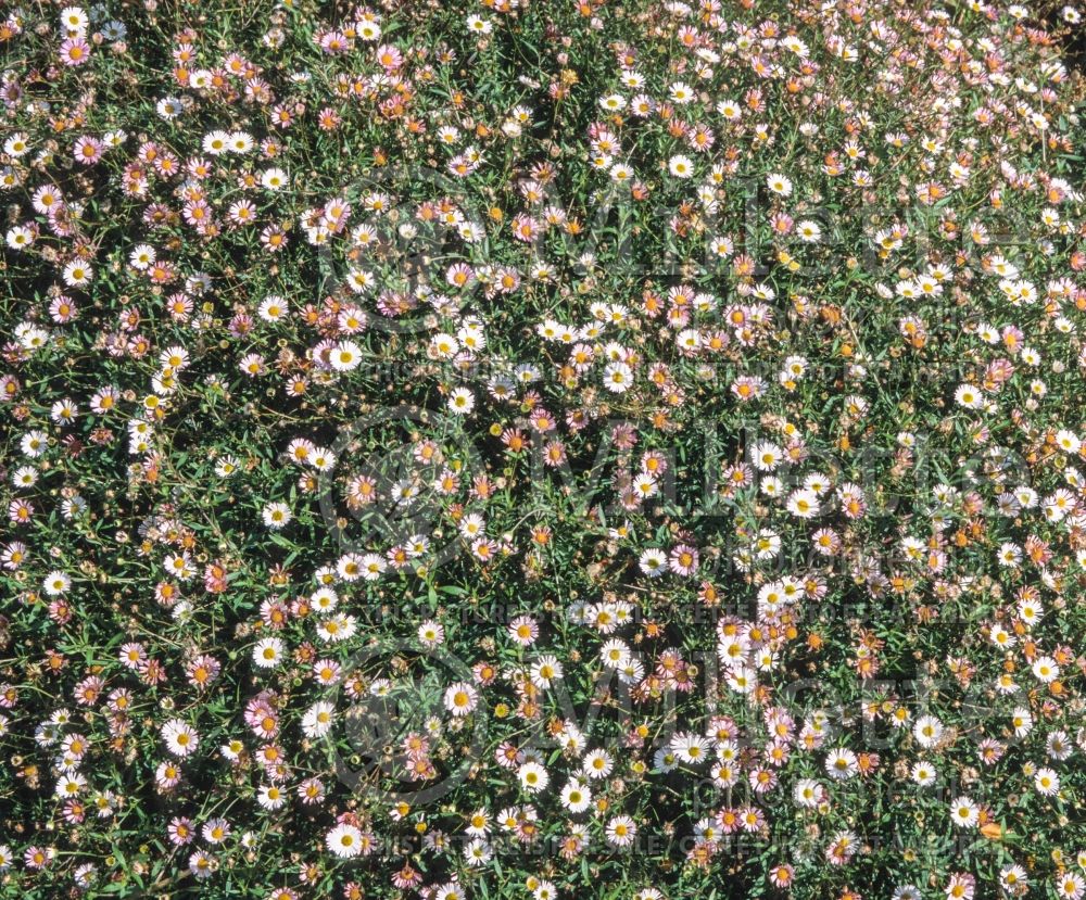 Erigeron karvinskianus (Fleabane) 11