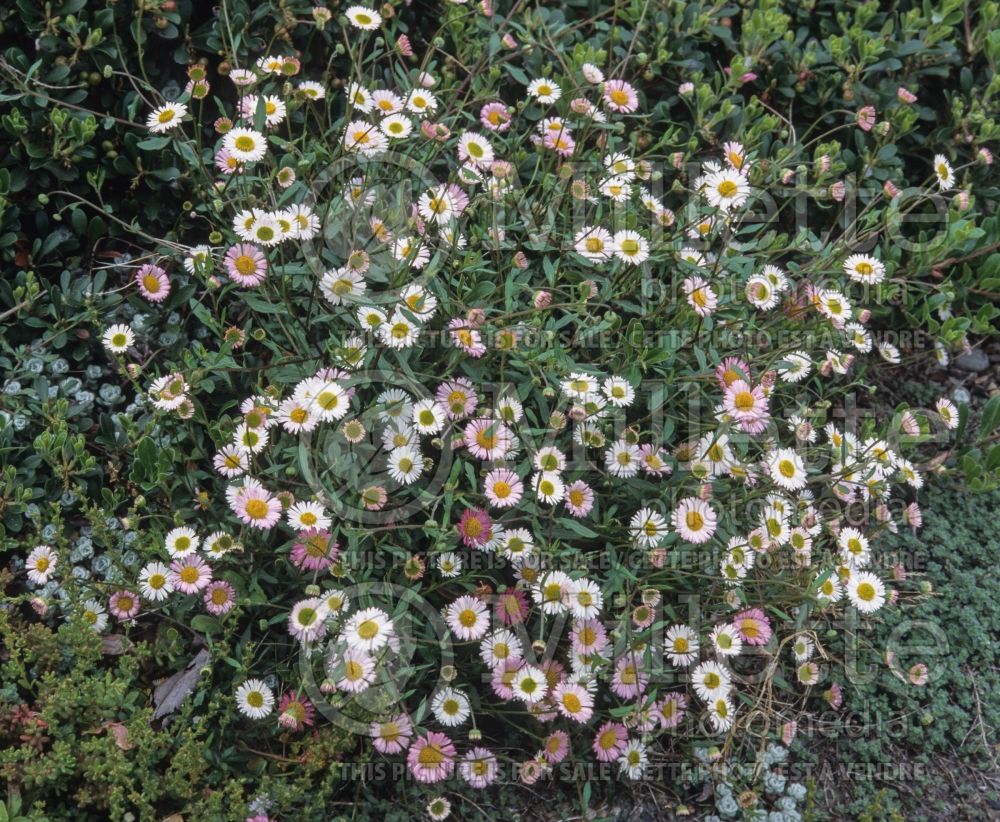 Erigeron karvinskianus (Fleabane) 10