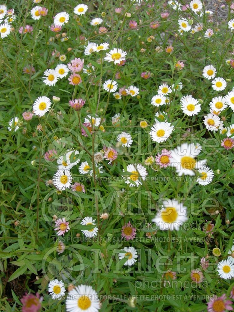 Erigeron Profusion (Fleabane Spanish Daisy) 1