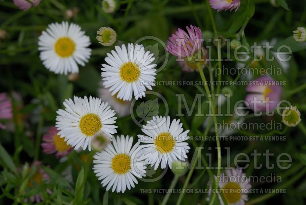 Erigeron Profusion (Fleabane Spanish Daisy) 2