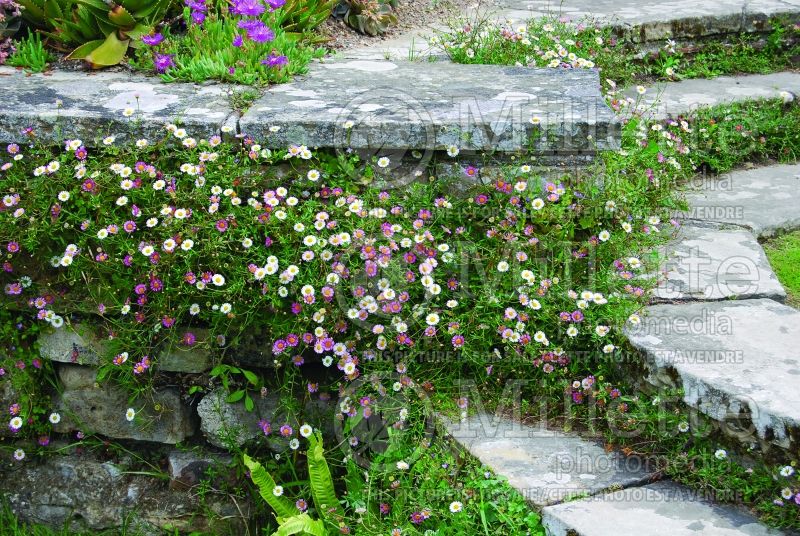 Erigeron karvinskianus (Fleabane) 4