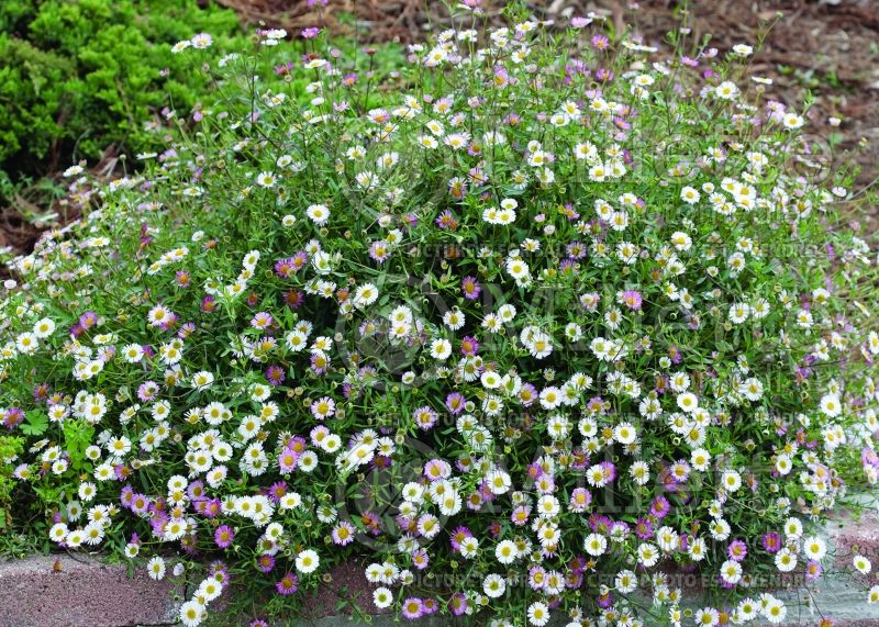 Erigeron karvinskianus (Fleabane) 5