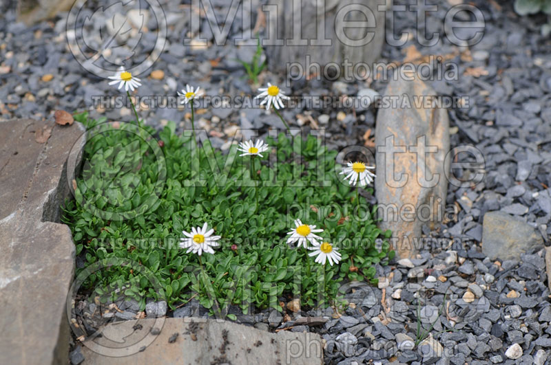 Erigeron scopulinus (Fleabane) 1