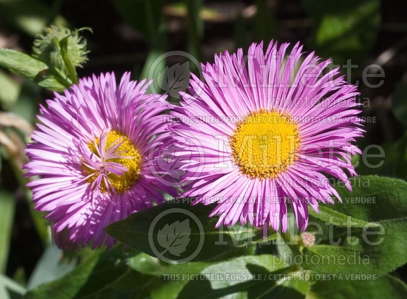 Erigeron Pink Jewel (Fleabane) 1