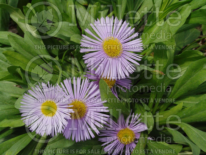 Erigeron Prosperity (Fleabane) 1