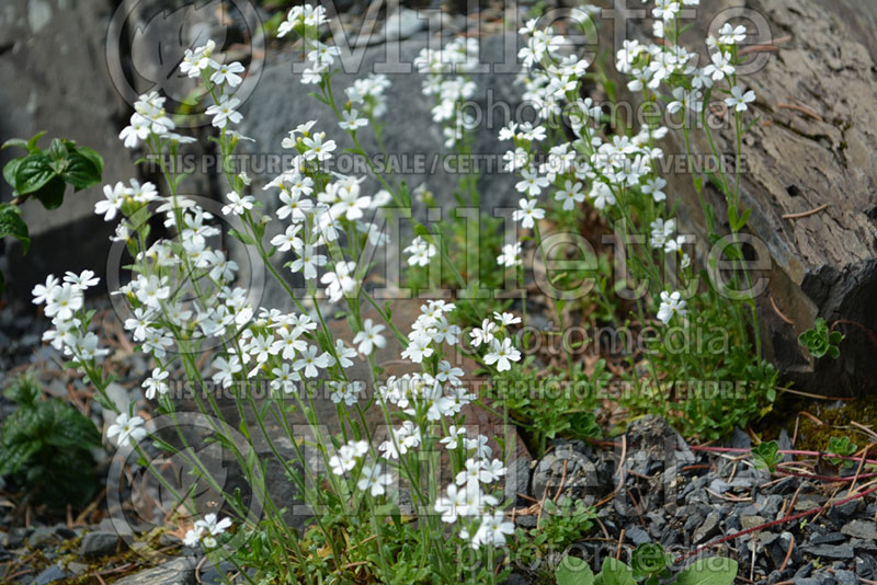 Erinus Albus (Fairy Foxglove, Alpine Balsam) 2 