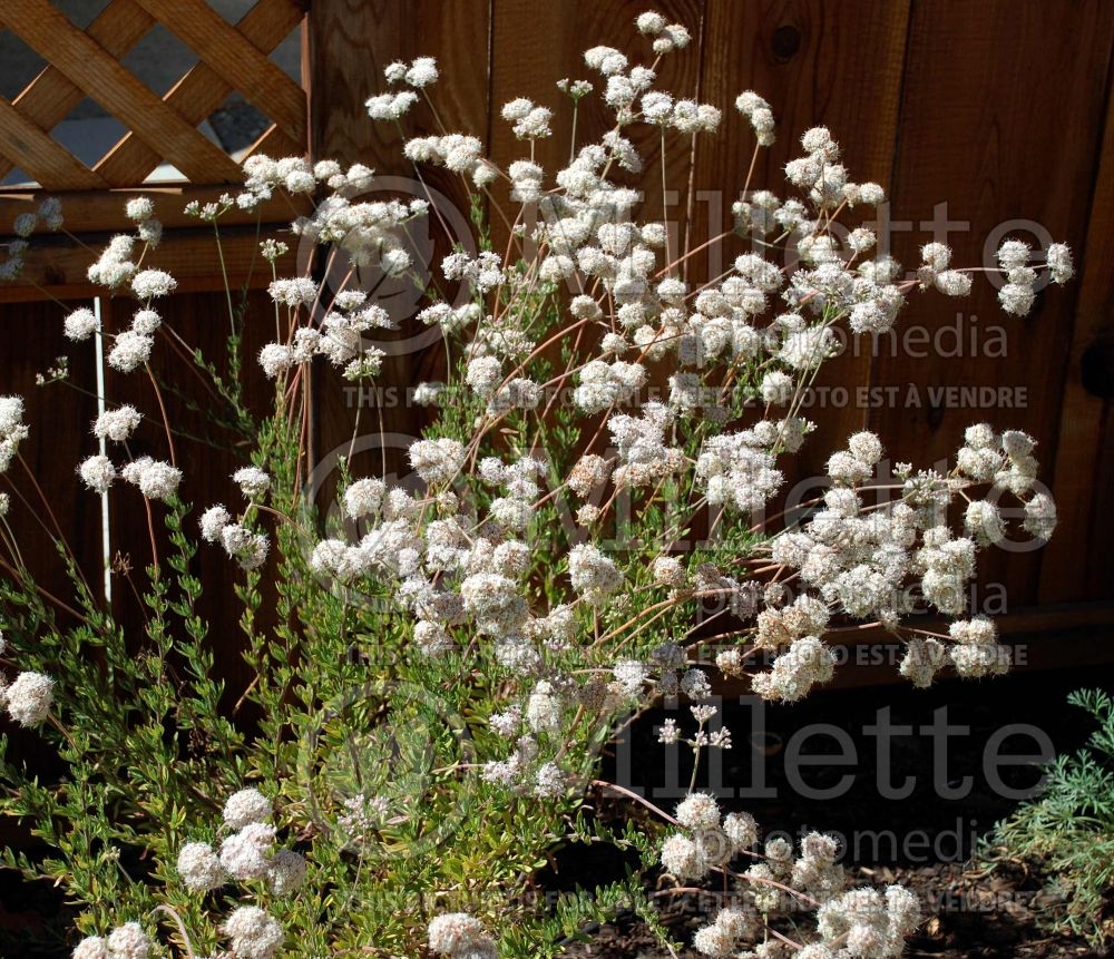 Eriogonum fasciculatum (California buckwheat) 1  
