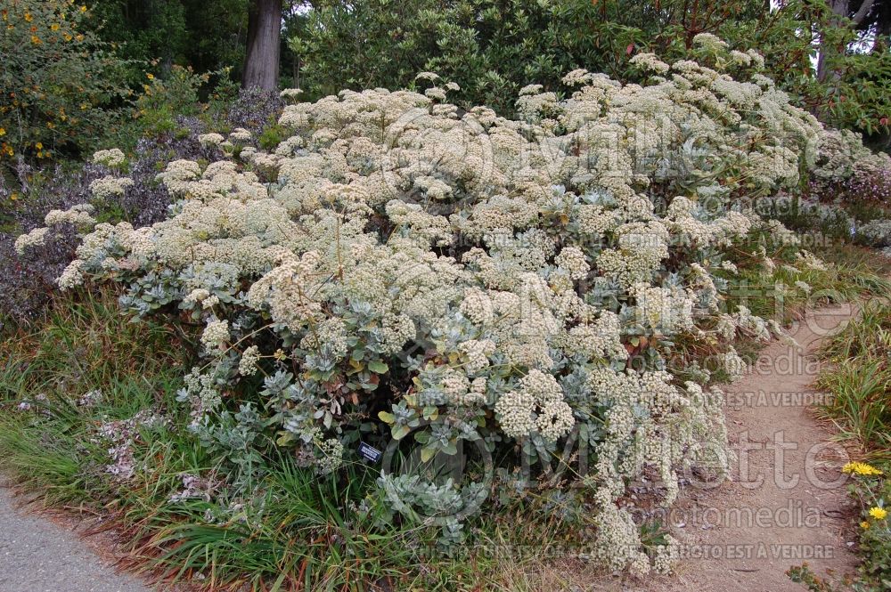 Eriogonum giganteum (St. Catherine's lace) 1  