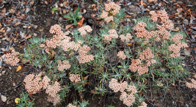 Eriogonum arborescens (Santa Cruz Island Buckwheat) 1